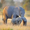 Cute Elephant And Two Babies Paint By Number