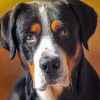 Cute Greater Swiss Mountain Dog Paint By Number