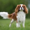 Cute King Charles Cavalier Paint By Number