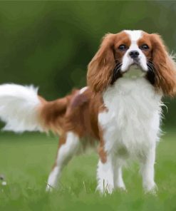 Cute King Charles Cavalier Paint By Number