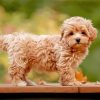 Aesthetic Maltipoo Puppy Paint By Number