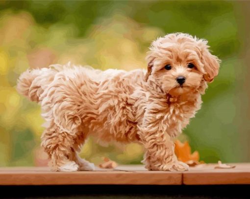 Aesthetic Maltipoo Puppy Paint By Number