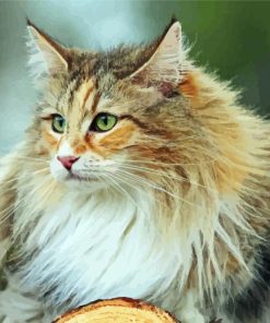 Cute Norwegian Forest Cat Paint By Number