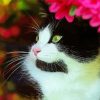 Cute Tuxedo Cat Paint By Number