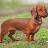 Dachshund Dog Paint By Number