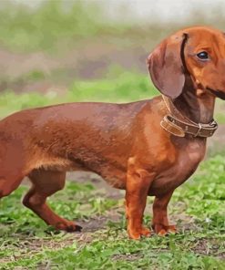 Dachshund Dog Paint By Number