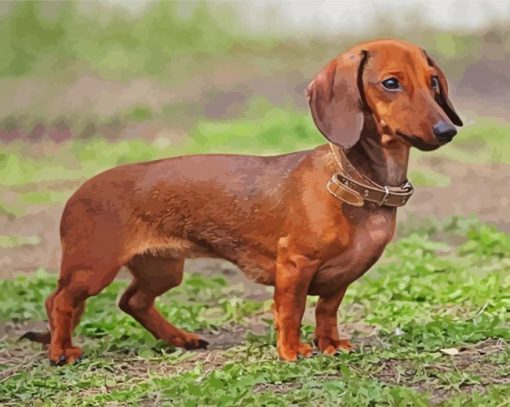 Dachshund Dog Paint By Number