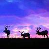 Deers Animals At Sunset Paint By Number