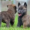 Adorable Dutch Shepherd Puppies Paint By Number