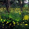 Fireflies Paint By Number