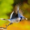 Flying Blue Jays Paint By Number