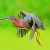 Flying Green Heron Paint By Number