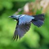 Flying Honeyeater Tui Paint By Number