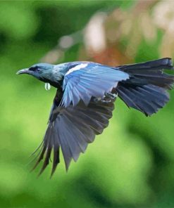 Flying Honeyeater Tui Paint By Number