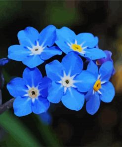 Myosotis Flower Paint By Number