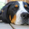 Greater Swiss Mountain Dog Paint By Number