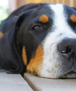 Greater Swiss Mountain Dog Paint By Number