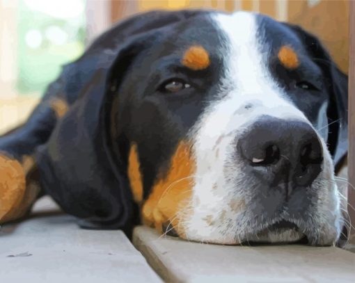 Greater Swiss Mountain Dog Paint By Number