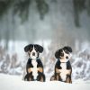 Greater Swiss Mountain Dog In Snow Paint By Number