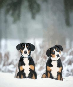 Greater Swiss Mountain Dog In Snow Paint By Number