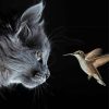 Grey Cat And Hummingbird Paint By Number