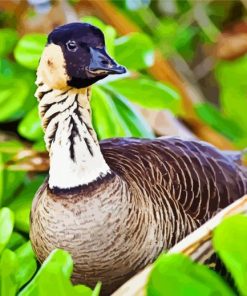 Hawaiian Goose Bird Paint By Number