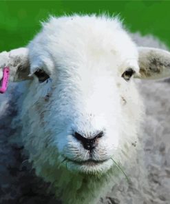 Herdwick Sheep Face Paint By Number