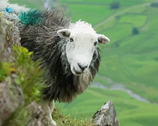 Herdwick Sheep Paint By Number