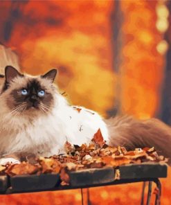 Himalayan Cat In Fall Paint By Number