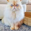 Himalayan Cat With Blue Eyes Paint By Number