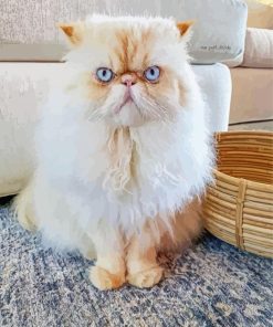 Himalayan Cat With Blue Eyes Paint By Number