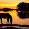 Horse Silhouette In New Forest National Park Paint By Number