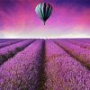 Hot Air Balloon Over Lavender Field Paint By Number