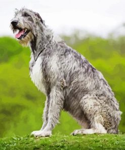 Irish Wolfhound Dog Paint By Number