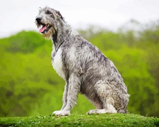 Irish Wolfhound Dog Paint By Number