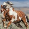 Native American Indian Horses Paint By Number