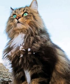 Norwegian Forest Cat Animal Paint By Number