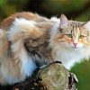 Norwegian Forest Cat Paint By Number