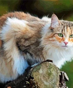 Norwegian Forest Cat Paint By Number