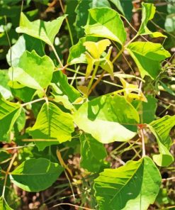 Poison Ivy Plant Leaves Paint By Number