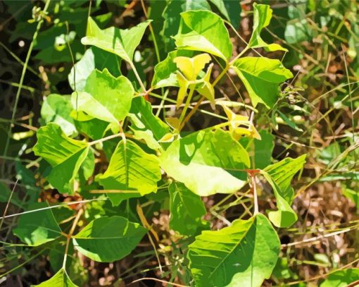 Poison Ivy Plant Leaves Paint By Number