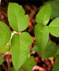 Poison Ivy Plant Paint By Number