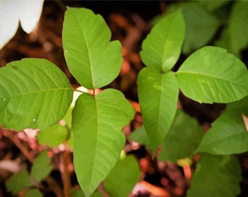 Poison Ivy Plant Paint By Number