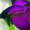 Purple Betta Fish Paint By Number