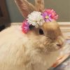 Rabbit With Flower Wreath Paint By Number