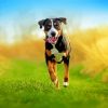 Running Greater Swiss Mountain Dog Paint By Number