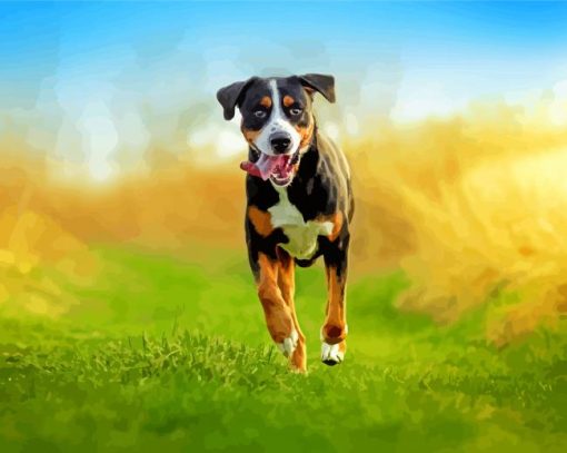 Running Greater Swiss Mountain Dog Paint By Number