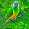 Senegal Bird Art Paint By Number