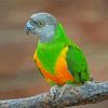 Senegal Parrot Bird Art Paint By Number