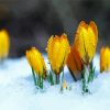 Spring Flower In Snow Paint By Number